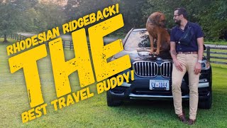 Rhodesian Ridgeback | Tips for Traveling with your Dog
