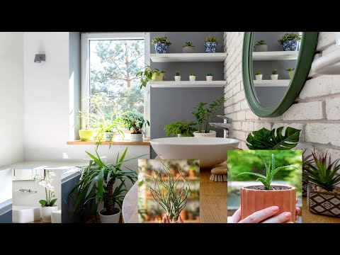 8 Best Plants that Will Grow Better in Your Bathroom - Better Home & Garden