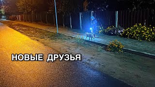 картинка: Почему она злая? Выравниваем пол в деревянном доме. Старинные находки. 