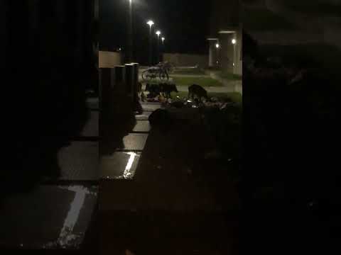 Hallo Forstamt. Schweine bei Nacht auf 3 Uhr. Oder sind es Hatschipumas? Wo ist da der Tierschutz?