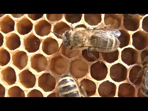 Video: Nieuwsgierige Weetjes Over Honing
