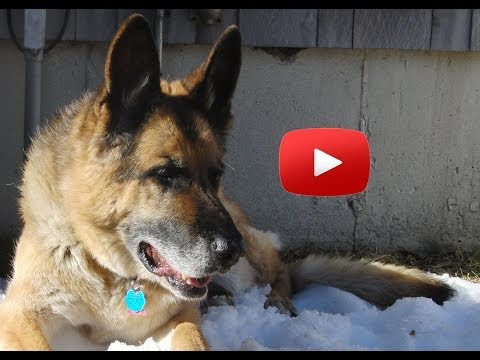 German Shepherd with degenerative myelopathy (DM) in a dog wheelchair