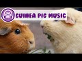 How to Relax My Guinea Pig?! - 3 HOURS of Extra Relaxing Music!