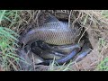 Unbelievable found big snakehead fish in underground hole