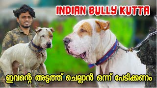 Indian Bully Kutta | Large dog breed | ECO OWN MEDIA