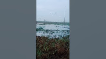 suara pikat belibis kembang MP3 teruji burung langsung turun , pangil jernih terbaru MP3 nya👍