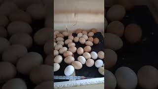 инкубатор несушка на 77 яиц без авто поворота