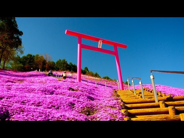 北海道の芝桜