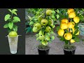 How to grafting apple tree from apple fruit using aloe vera how to growing apples trees many fruits