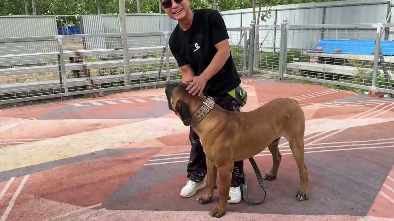 周口传承杯，（幽灵）（蛮吉）已到达赛场，比赛明天开始，期待你们的表现，#加纳利幽灵 #土佐蛮吉 #斗犬比赛 #沉默猛犬