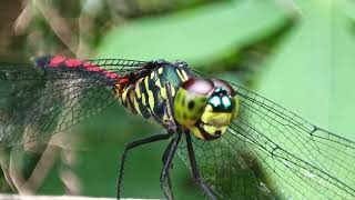 Dragonfly #video #dragonfly #insects