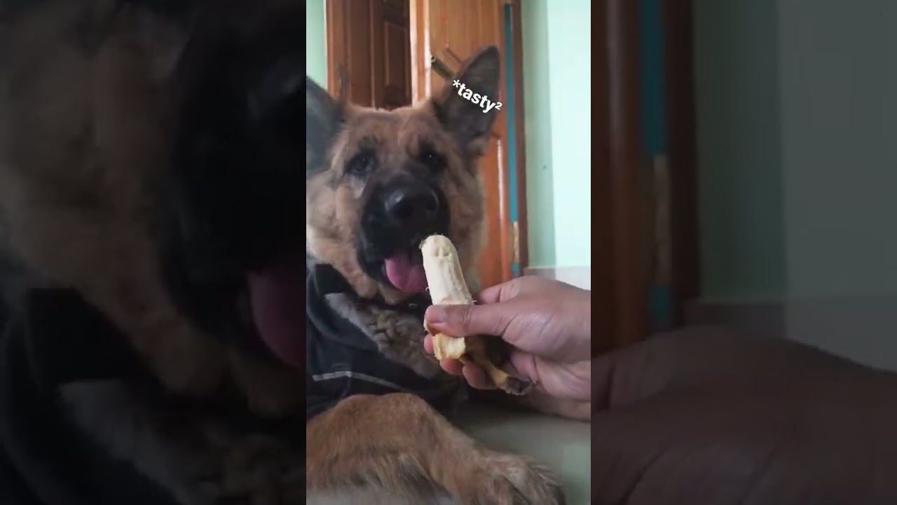 German Shepherd Eating Banana 🍌|Wait Till End 