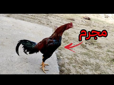 شوفو الكارثة الي سواهة الهراتي