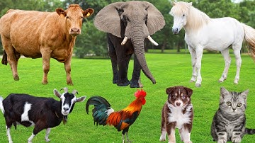 Farm Animals: Pig, Cow, Horse, Goat, Duck, Chicken, Cat, Dog, Parrot, Buffalo - Farm Animal Sounds
