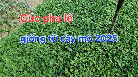 Cúc pha lê nhân giống từ mô tết 2025