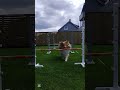 Nala jumping amazing❤️😍✨🔥 #dog #dogshorts #puppy #agility #jumpingdog