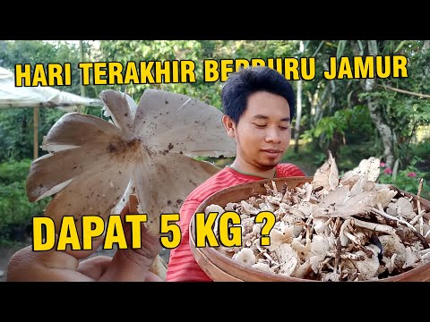 Video: Cara Mencari Jamur Di Hutan