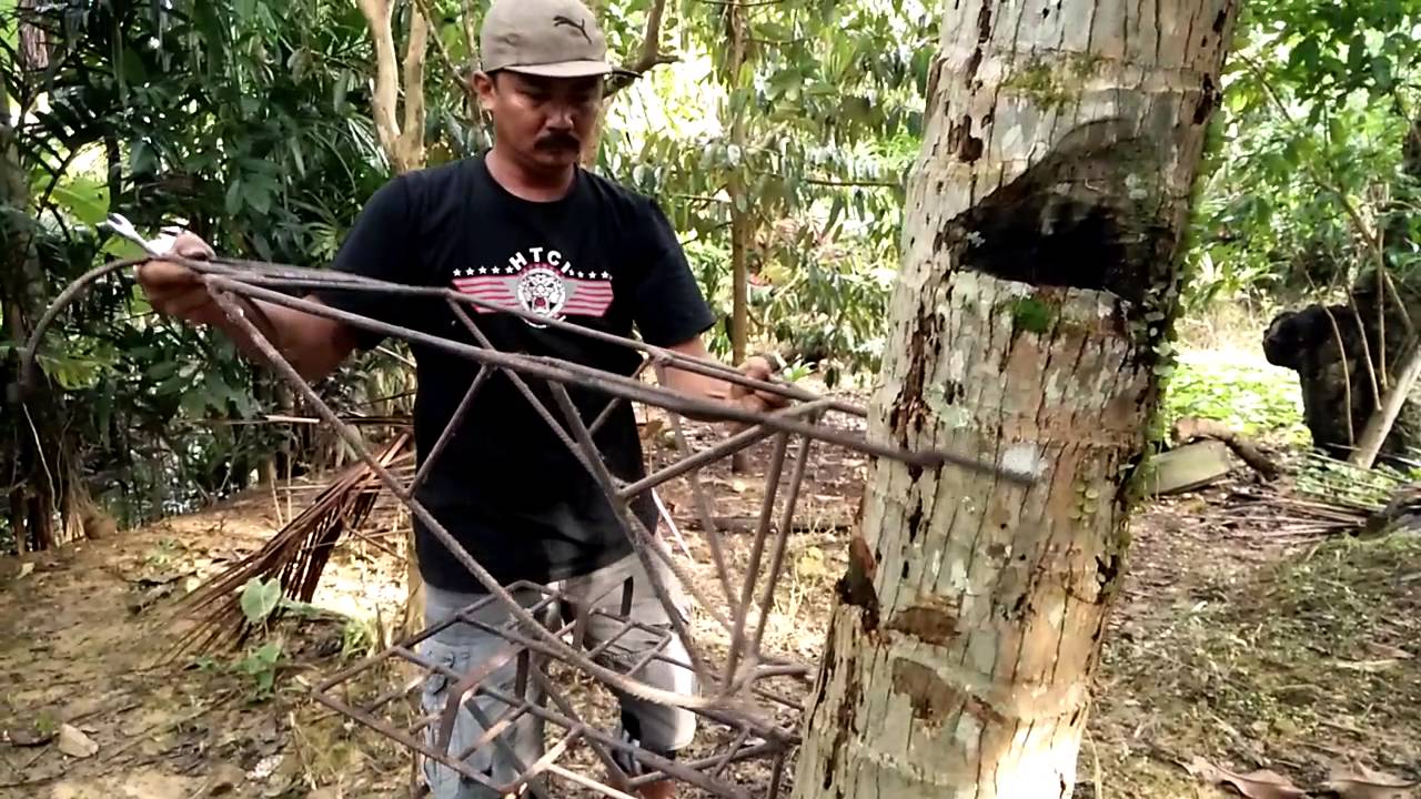 Alat bantu panjat pohon kelapa di kabupaten landak YouTube