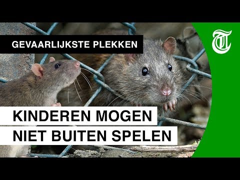 Video: Hoeveel Jaar Leven Gedomesticeerde Ratten?