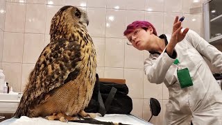 Eagle Owl Yoll at the vet's appointment @Redtabby Xray of owls. The result of owl treatment