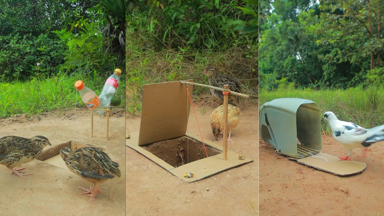 Easy Creative Bird Trap | Best DIY Bird Trap