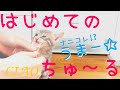 【保護猫】子猫、ついにちゅ～ると出会う～おまけ：初めての香箱座り～【生後48日】Kitten eating "KittyCrack" for the first time