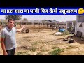 देसी गाय पालन तो रेगिस्तानीयों से सीखो|Desi cow Dairy Farm in Bikaner Rajasthan