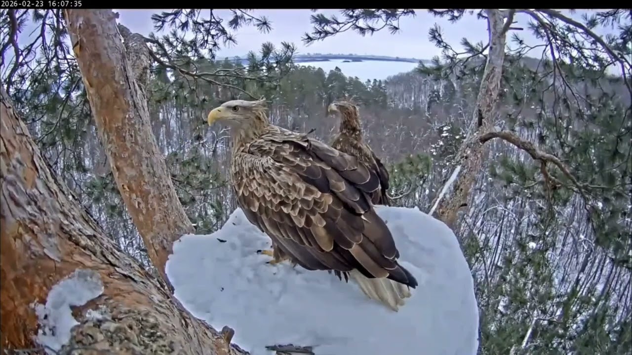 23.02.2026 Камычи. В гнезде пара орланов! Самка с кольцами! 