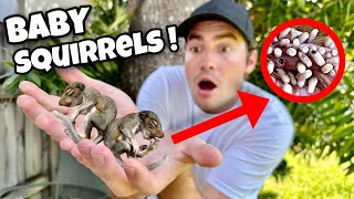 Rescued Baby Squirrels Infested With Parasites ! What Happens ?!