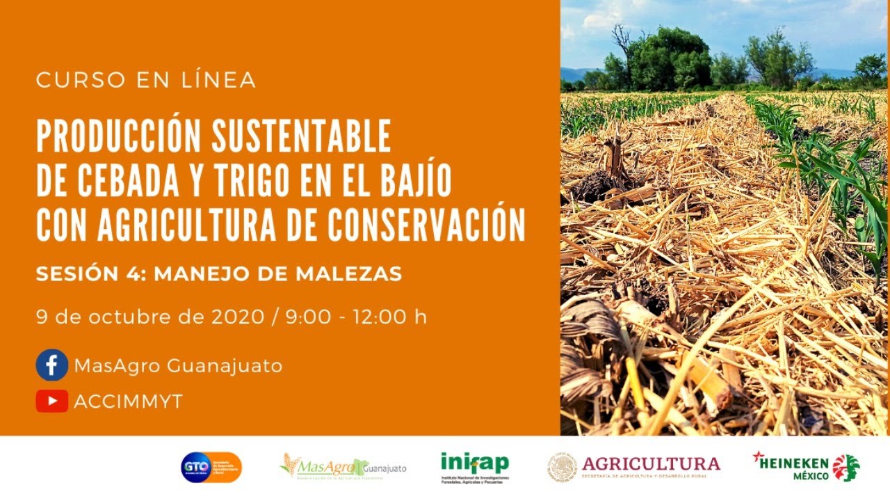 Producción sustentable de cebada y trigo en el Bajío con agricultura de conservación