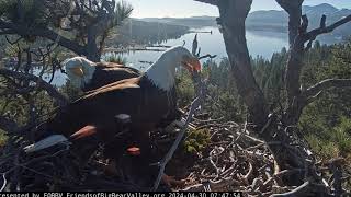 Shadow brings a fish FOBBV CAM Big Bear Bald Eagle Live Nest Cam 1 \/ Wide View - Cam 2