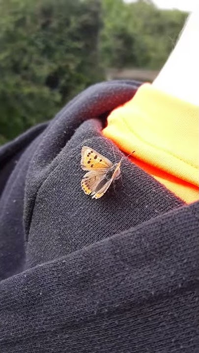 butterfly-landing-on-you-meaning-youtube