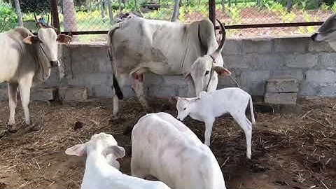 Amruthmahal cows and calves family😍