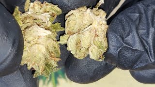 REVIEW in 4k #Tilray THC25 #Rockstar - #indica Spotlight Vancouver 23,4% THC