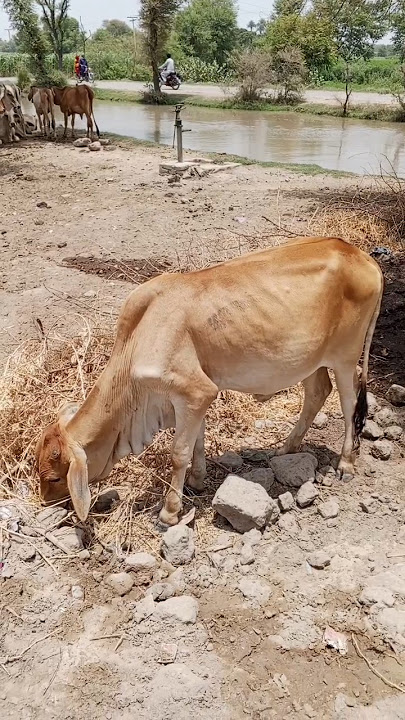 Download lagu #cows are#standing #and #siting on #land #peacifully #zee animals and birds