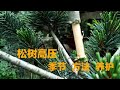 松树高压繁殖这一步骤是成活的关键 松の木の高圧伝播のステップは生存への鍵ですHigh-pressure propagation of pine trees