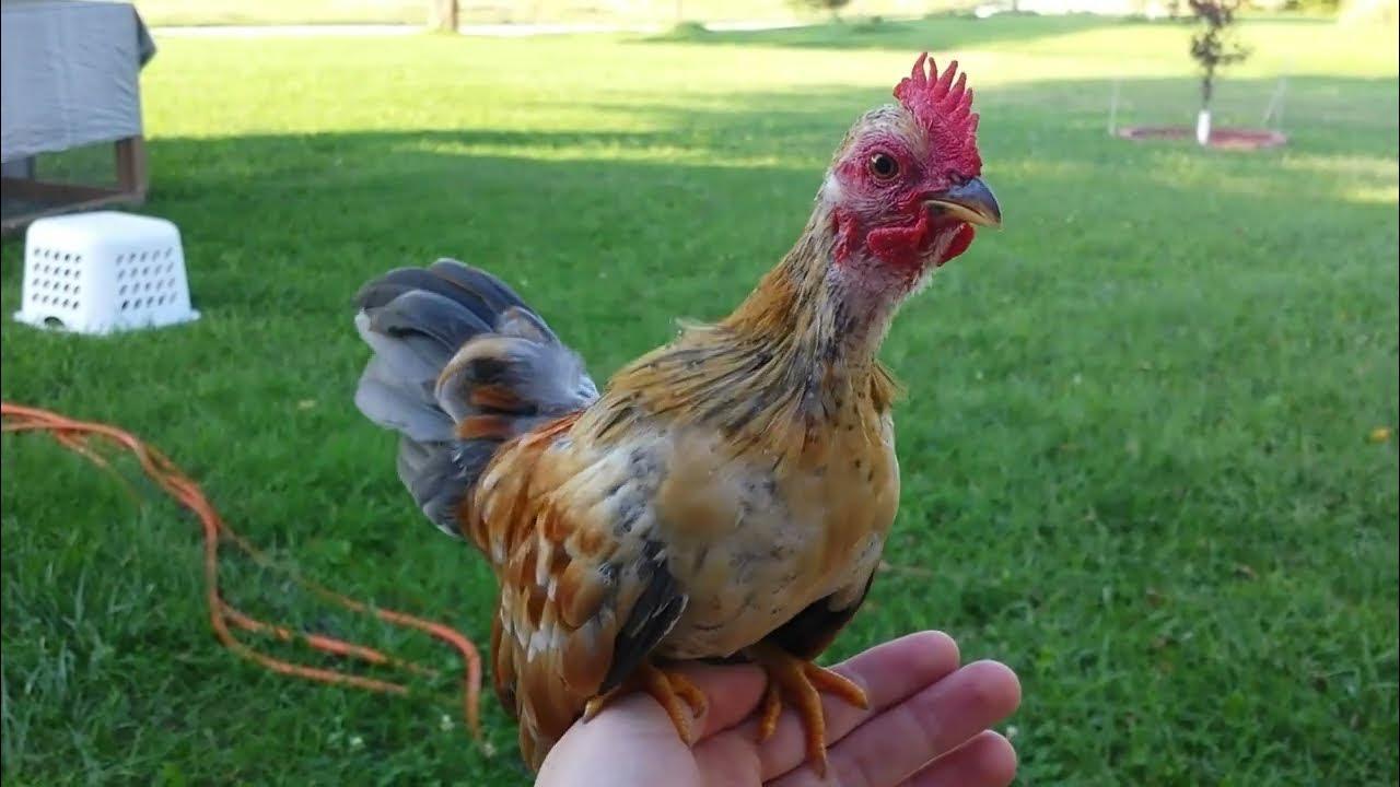 🐓Bantam Rooster Crowing Compilation 🐔 Mini Rooster Crow Sounds 😄 YouTube