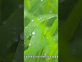 Rainwater of the 24 solar terms