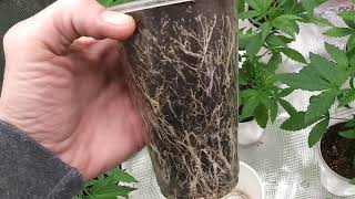 Growing on Mars Part#2 #1 #MarsHydro #MarsHydroReview #ImpelloBioScience #DownToEarth #VivoSun #TPS
