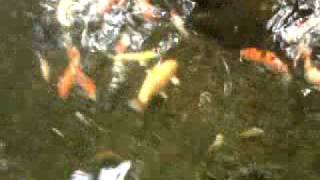 Baluny koi pond.3GP