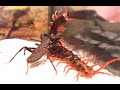 Scorpion vs Giant Centipede, killer bite