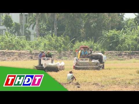 Dong Thap farmers accelerate rice harvest to cope with rising tides | THDT