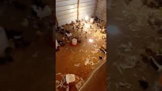 small cock #trending #chicken #funyyduck #funny #duck #pigeon #duckduck #animation #comedy #ducklove