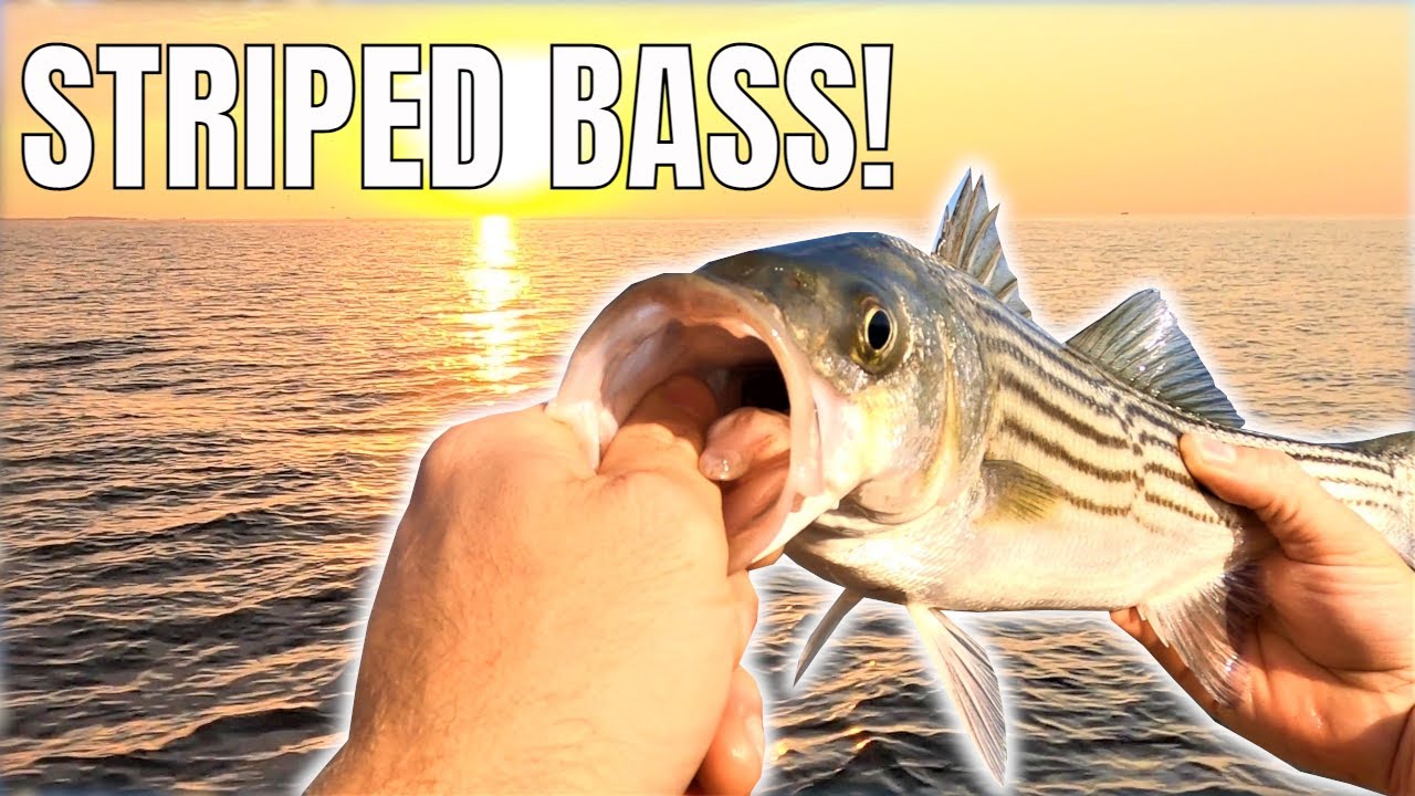 STRIPED BASS FISHING!!! Chesapeake Bay Maryland. YouTube