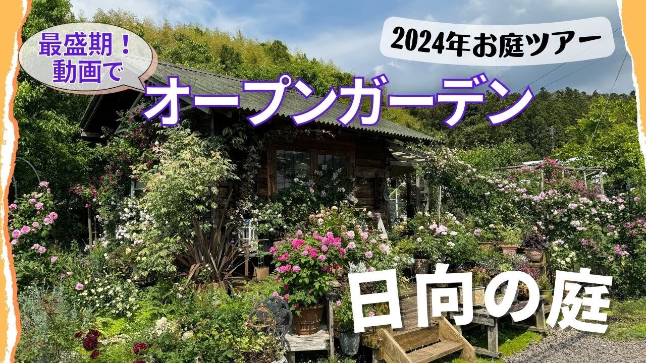 《2024年日向全体お庭ツアー》最盛期！動画でオープンガーデン／バラ、クレマチス、植えっぱなし宿根草／ボーダーガーデン／メドウガーデン／鉢バラ・クレマチス