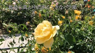 大都会の真ん中にある大きなバラ園 / The Large Rose Garden in the Metropolis