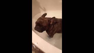 French Bulldog Loves Taking a Bath. How Adorable?
