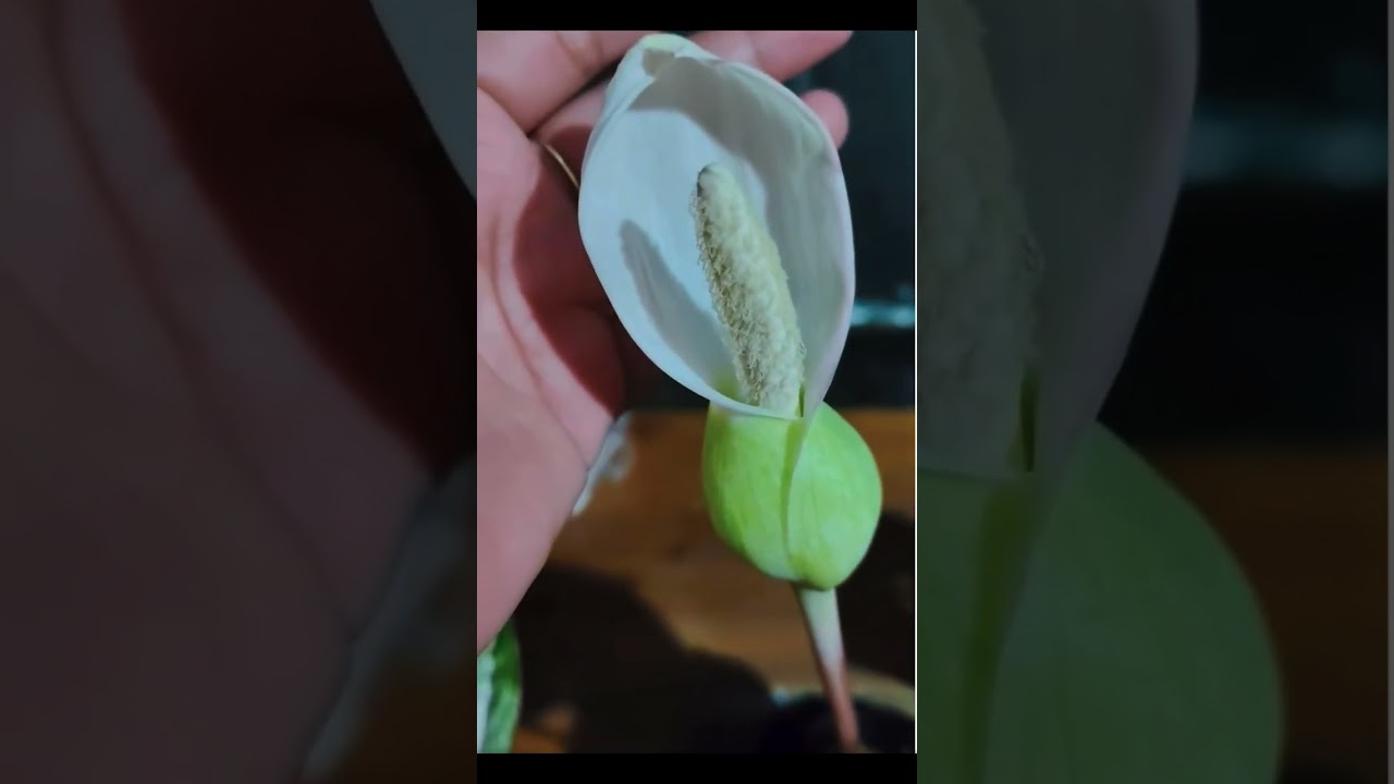 Why pollinating and collecting seeds from caladium so difficult?