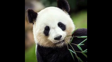 DO YOU KNOW PANDAS SPEND 12 HOURS IN A  DAY EATING BAMBOOS?#shorts#trending#short#viral#youtube#new