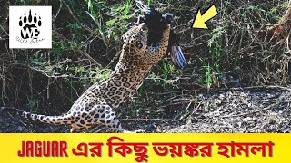 Jaguar এর কিছু ভয়ঙ্কর হামলা | Part-2 | jaguar attack crocodile | wild extra by Wild Extra 88 views 1 year ago 5 minutes, 48 seconds